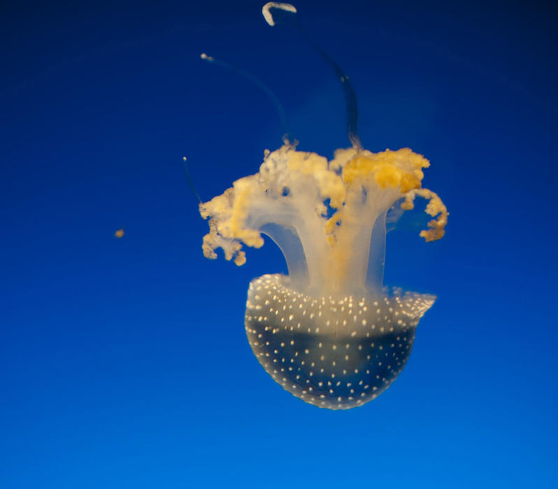 Beautiful white spotted jellyfish with colourful yellow arms and tentacles, swimming underwater in a marine aquarium
