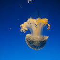 7401   Beautiful white spotted jellyfish