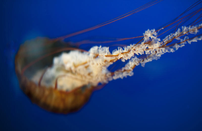 narrow depth of field photograph focusing on the trailing tentacles of a jellyfish