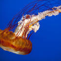 7434   Jellyfish lappets