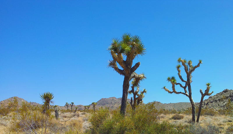 <p>Joshua trees in the desert.</p>