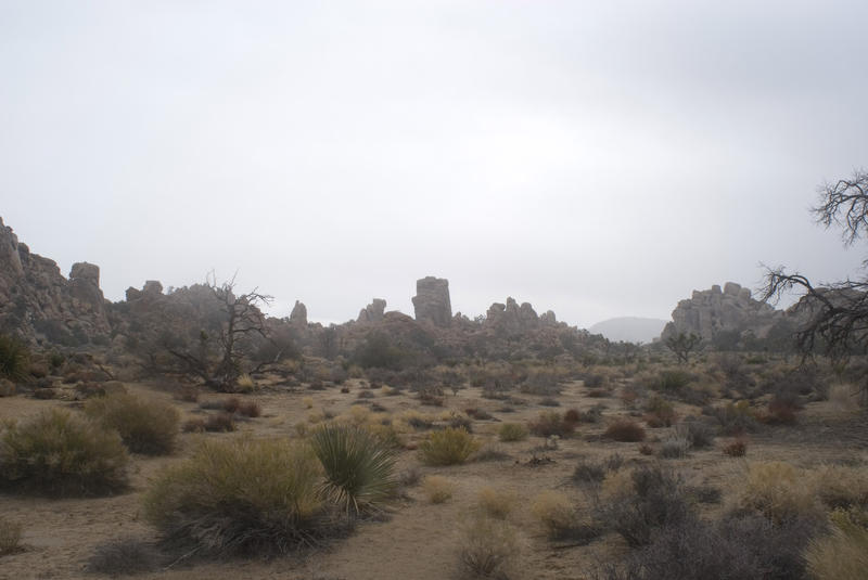 low hanging misty morning in the joshua tree national park