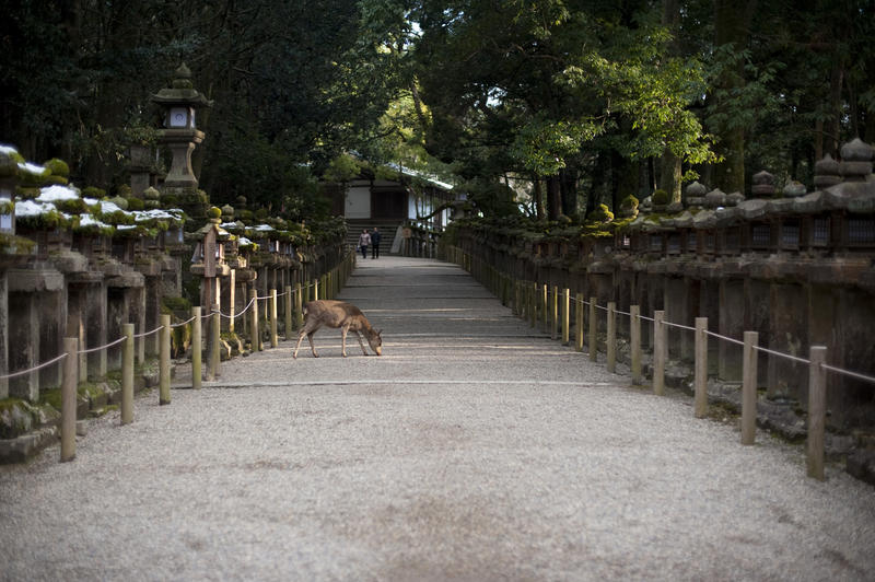 A deer roaming free among the Tachi-doro (stone lanterns) of the Kasuga Taisha Shrine, Nara, Japan