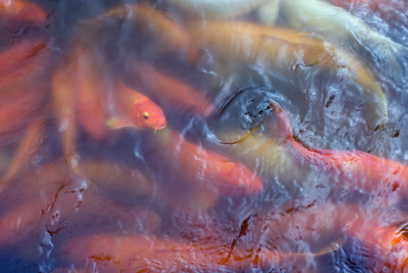 Image through water of a teeming shoal of ornamental orange Orenji Ogon Koi swimming amongst other varieties