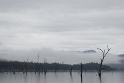 5851   lake rowallan trees