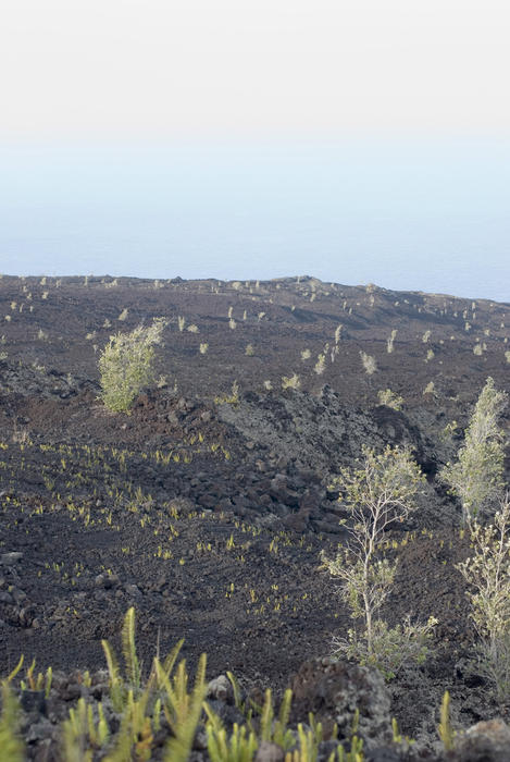 an almost barren black volcanic rock landscape with a few plants clinging to life, hawaiis big island