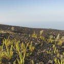 5482   Lava Field and Plants