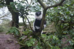 6269   Black and white lemur in a tree