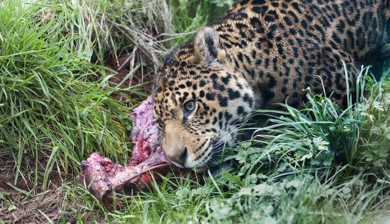 Head of a captive leopard feeding on a portion of a carcass in green grass