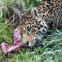 6382   Leopard feeding in grass
