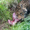 6406   Leopard eating a carcass