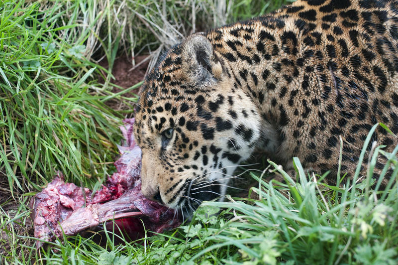Closeup view of the head of a leopard in captivity gnawing on a bone lying in long green grass