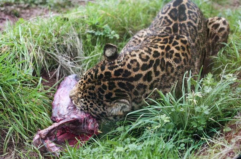Closeup view of a spotted leopard gnawing on a carcass lying in long green grass in captivity