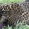 6270   A leopard eating