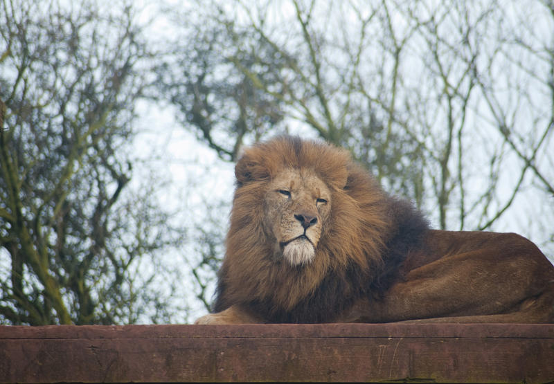 Proud lion, panthera leo, with a lovely full mane lying on a wooden platform in captivity