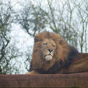 6384   Proud lion in captivity