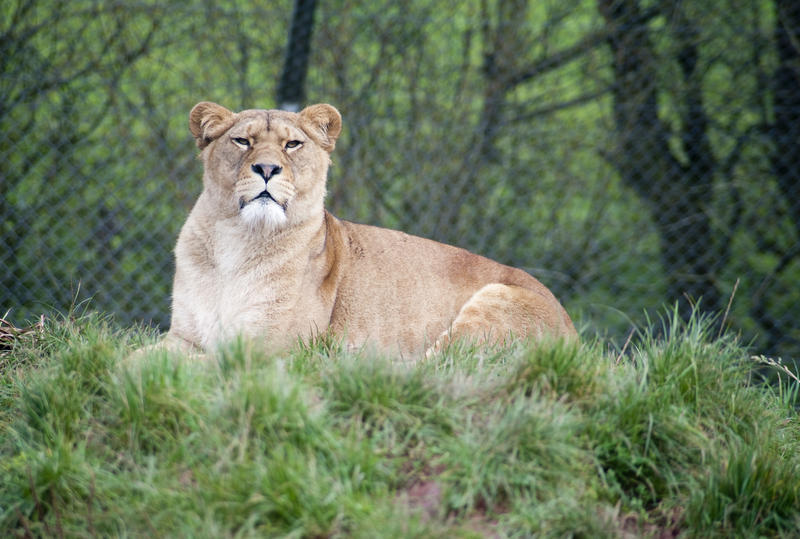 Lioness, panthera leo, lying on a grass embankment near a fence, in captivity
