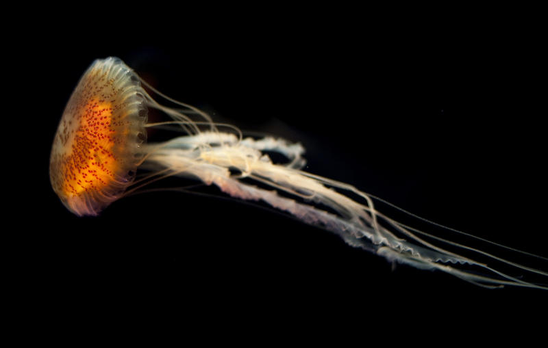 Jellyfish medusa with a colourful orange bell and long tentacles swimming underwater in a saltwater aquarium