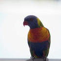 6351   Rainbow lorikeet on a perch