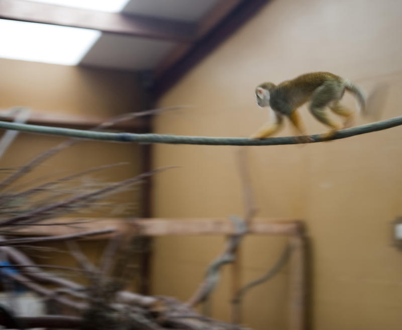 Macaque monkey in captivity crossing a bar in an indoor enclosure