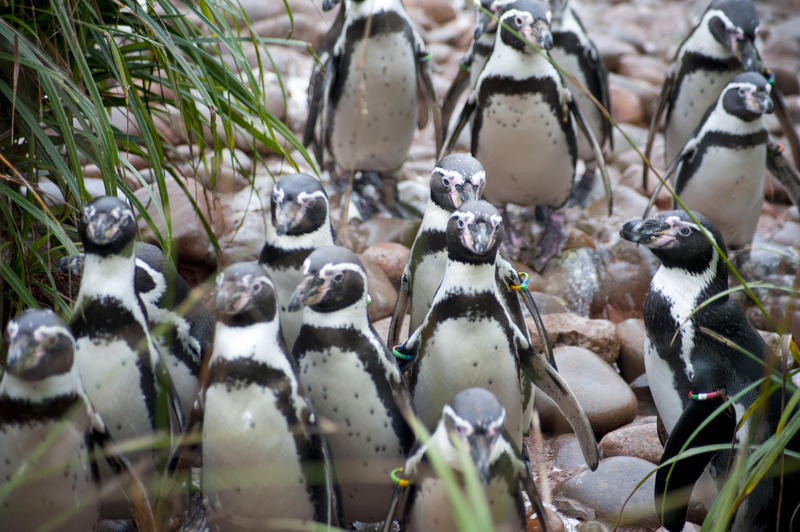Flock of Humbolt penguins standing on pebbles looking curiously at the camera