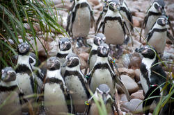 6353   Flock of Humbolt penguins