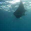 6304   Manta ray feeding on plankton