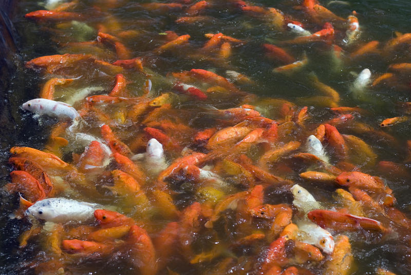 Pond teeming with koi carp bred for their ornamental colouring, the density of the shoal perhaps due to a feeding frenzy or simple overpopulation