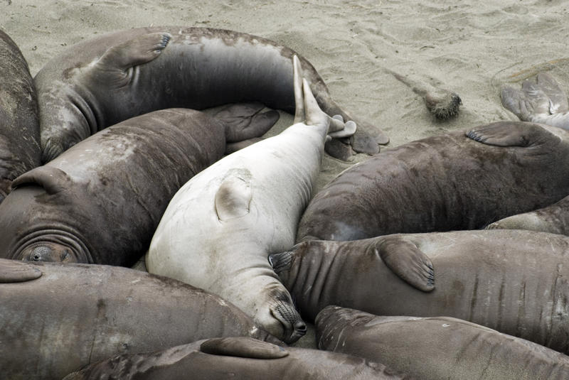 dozens of seals laying close together on a beach near point piedras blancas