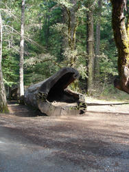 5767   hollow tree trunk