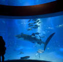 7402   Whale shark in an aquarium