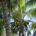 6327   Coconuts growing in a palm tree