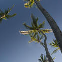 5483   palm trees low angle