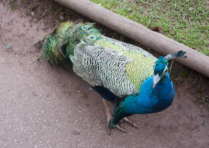 Colourful iridescent blue plumage of male peacock with the characteristic long covert feathers on the tail with the eyelike marking