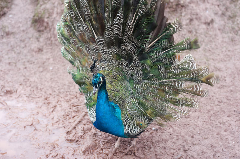 High angle view of a beautiful male peacock with its tail open in a display showing off its colourful plumage