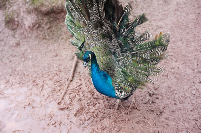 Peacock giving a courtship display with the long tail coverts raised in a fan shape displaying the colourful eyes on the feathers