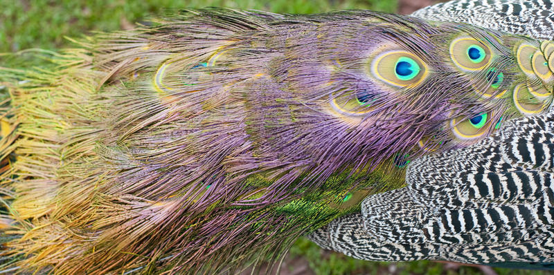 Closeup detail of the long colourful coverts, or tail, of a peacock with the distinctive eye pattern used to attract females during courtship
