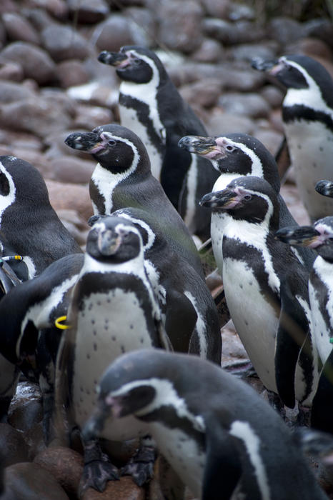 Group of Humbolt penguins, a flightless aquatic bird from South America