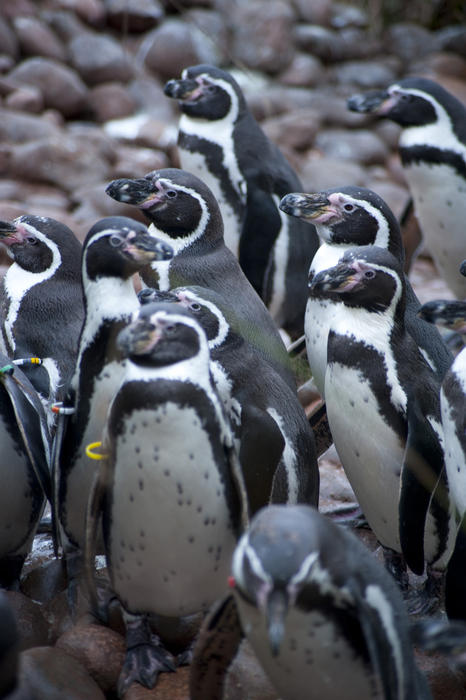 Group of humbolt penguins from South America, a flightless aquatic bird with flippers and distinctive black and white markings