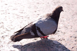 7243   pigeon