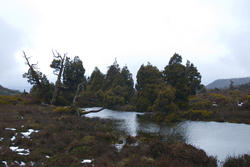 5853   pine lake trees