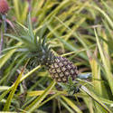 5485   pineapple plantation