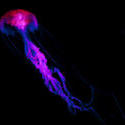 7404   Purple flourescent jellyfish