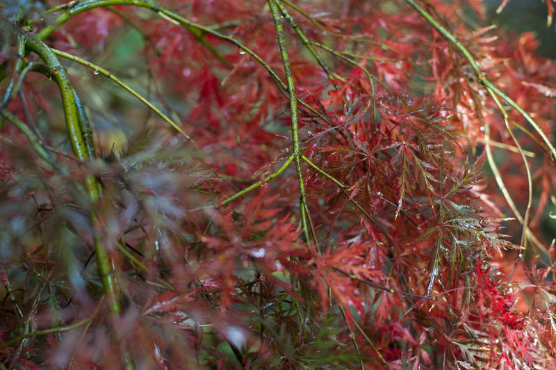 Close-up shot of plant with red leaves