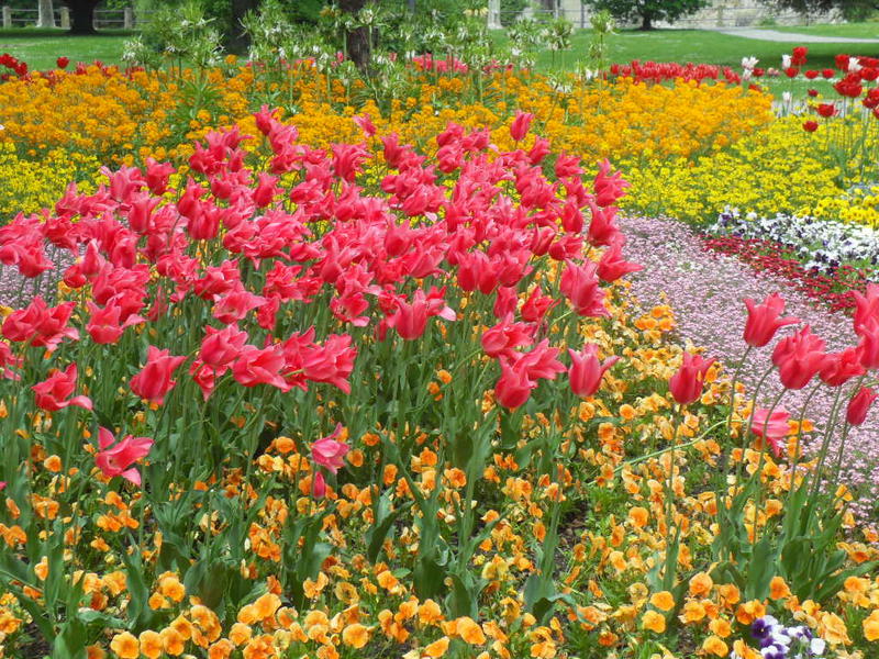 Free Stock Photo 5250 red tulips mainau | freeimageslive