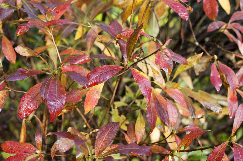 Closeup of leaves changing to a colourful red hue with the onset of the autumn season
