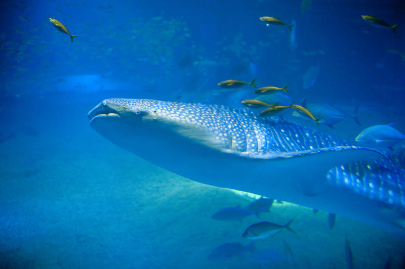 Large whale shark swimming underwater in an aquarium with its cavernous mouth open as it filter feeds on plankton and small crustacea in the water