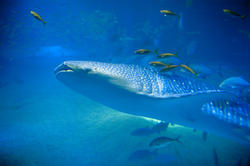 7415   Large whale shark underwater
