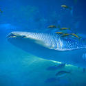 7415   Large whale shark underwater