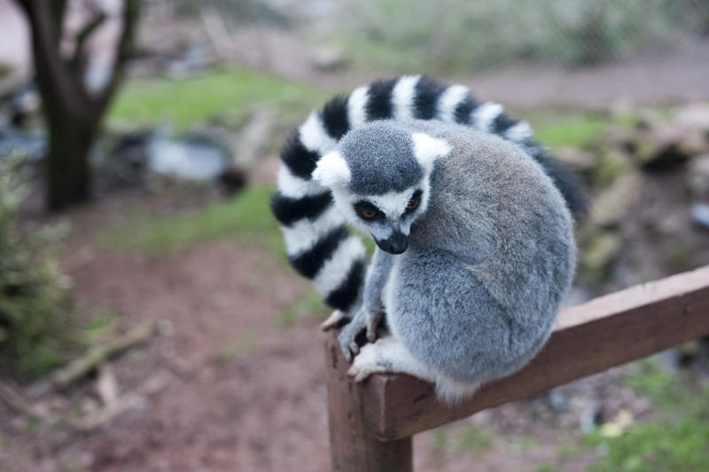 Ring-tailed lemur perched on a fence post with its distinctive barred or striped black and white tail